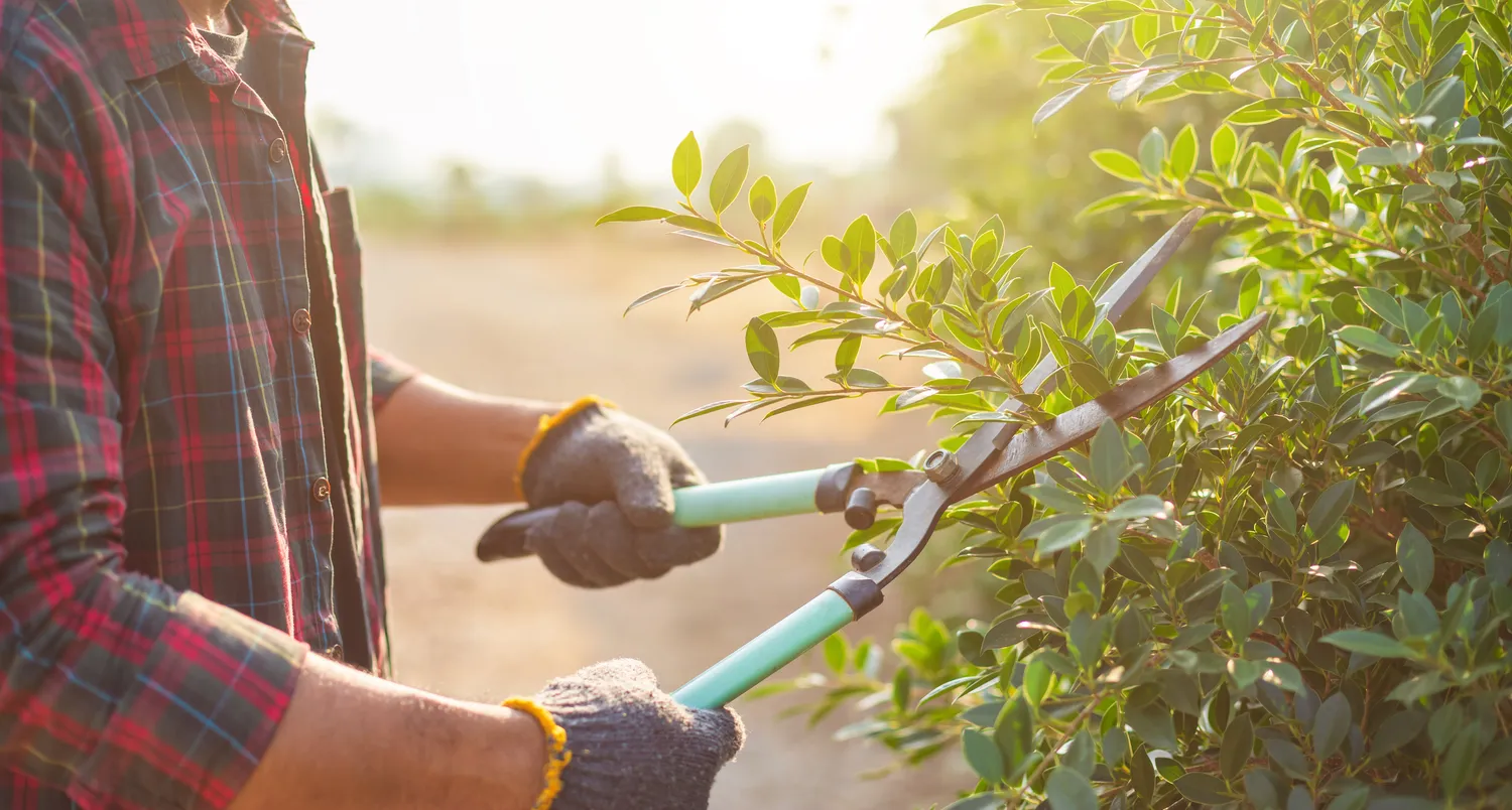 Max Pflughaupt - Hausmeisterservice - Menschen schneiden eine Hecke im Garten. Haus- und Gartengestaltungskonzept
